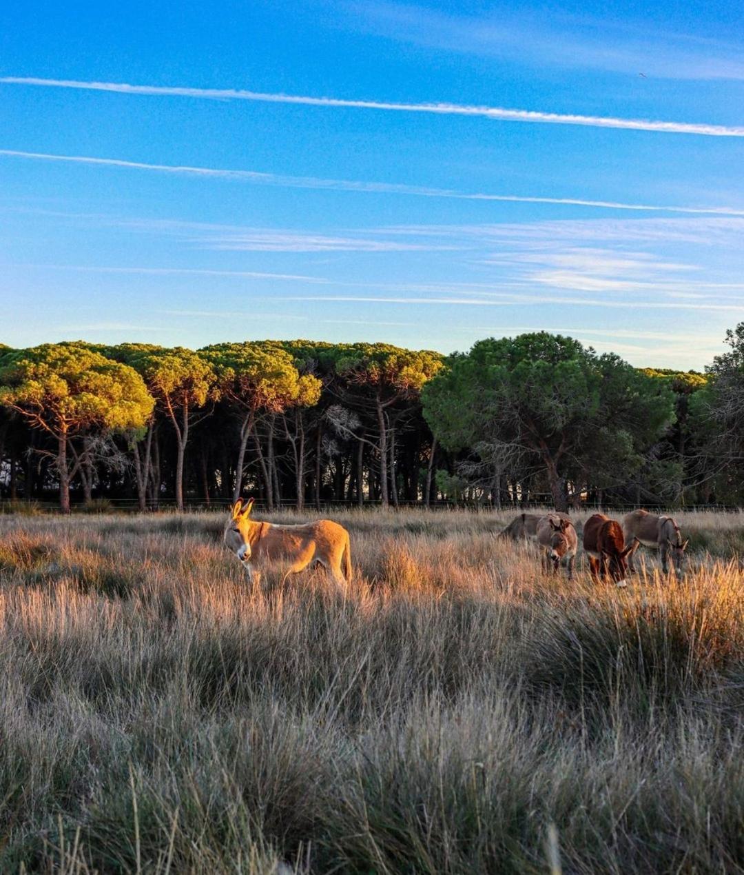 Appartement Vue D'Or Les Pieds Dans L'Eau La Londe-les-Maures Esterno foto